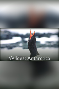 Wildest Antarctica