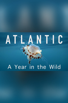 Atlantic: A Year in the Wild