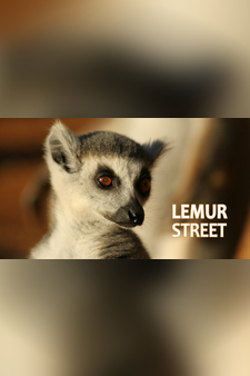 Lemur Street