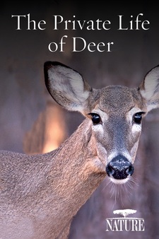 Nature: The Private Life of Deer