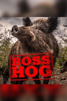 Boss Hog