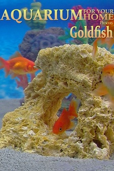 Aquarium for Your Home: Goldfish