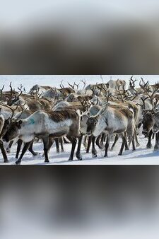 All Aboard! The Great Reindeer Migration