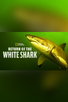 Return of the White Shark