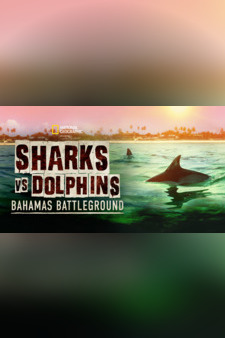 Sharks vs. Dolphins: Bahamas Battlegroun...