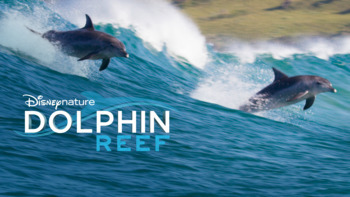 Dolphin Reef