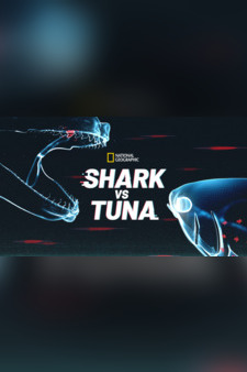 Shark Vs. Tuna
