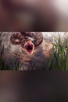 Swamp People: Serpent Invasion
