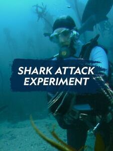 Shark Attack Experiment