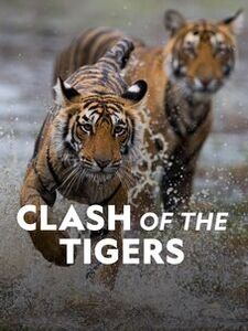 Clash of the Tigers