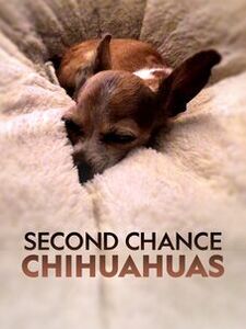 Second Chance Chihuahuas