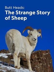 Butt Heads: The Strange Story of Sheep