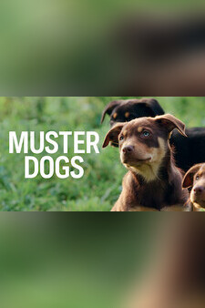 Muster Dogs