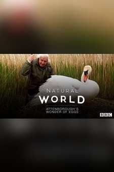 Natural World: Attenborough's Wonder Of...