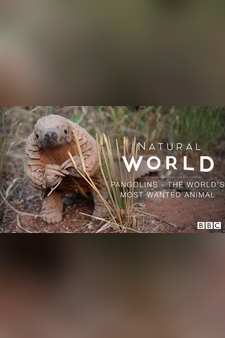 Natural World: Pangolins - The World's Most Wanted Animal