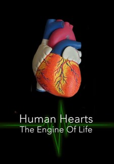 Human Hearts: The Engine of Life