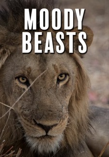 Moody Beasts